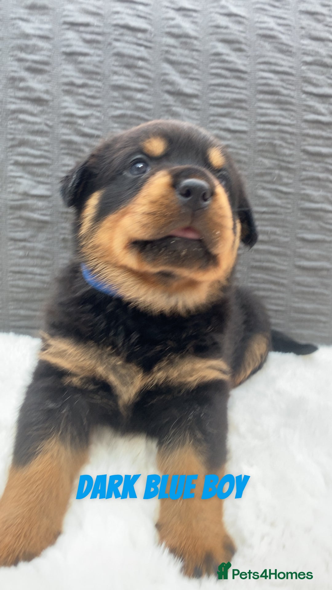 Rottweiler dogs for sale: Beautiful KC Rottweiler puppies - Image 12