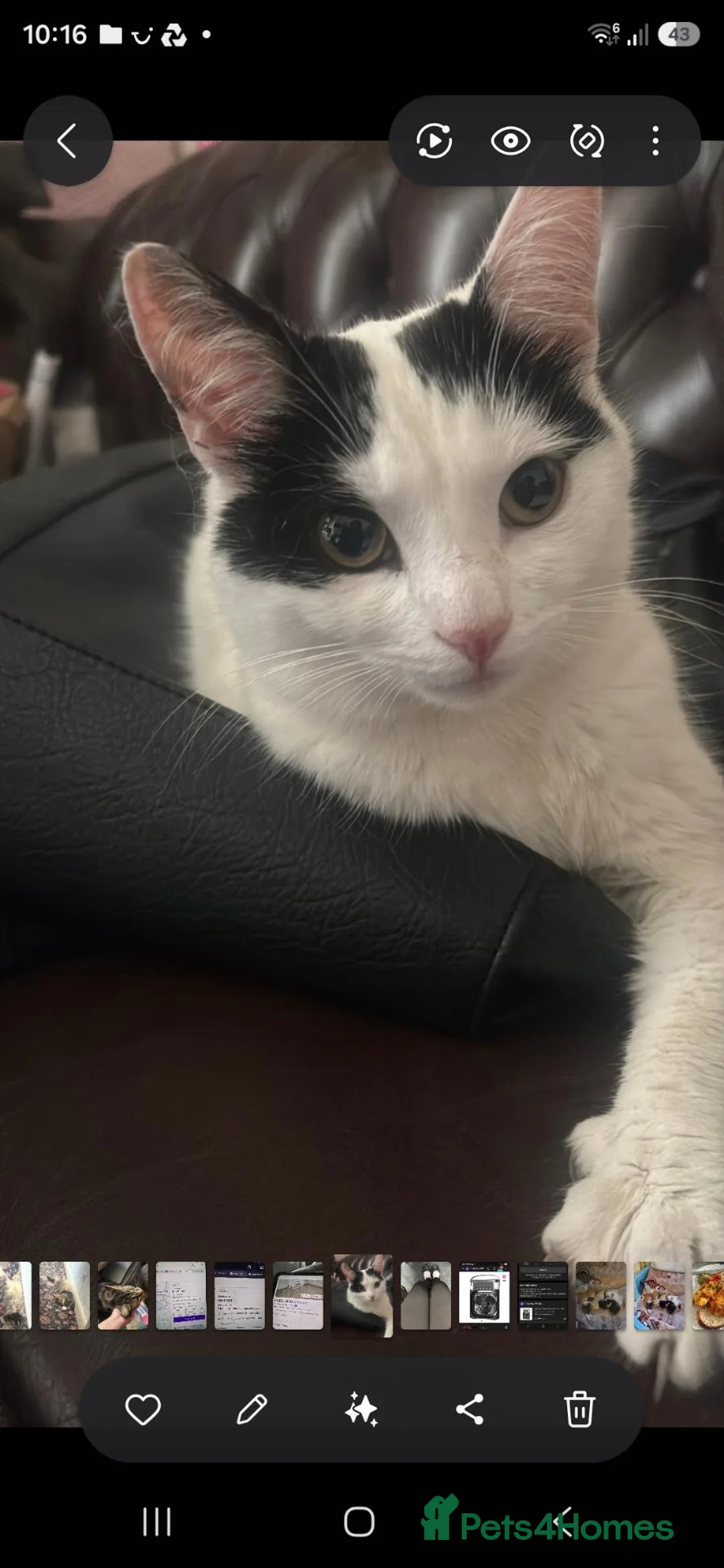 Mixed Breed cats for sale: One year old male neutered cat in Birmingham - Advert 2