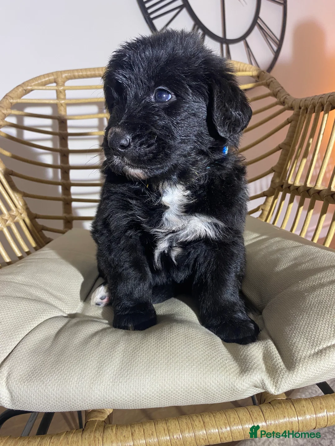 Mixed Breed dogs for sale: Golden Bernese Puppies 🖤🤍🤎 - Advert 37