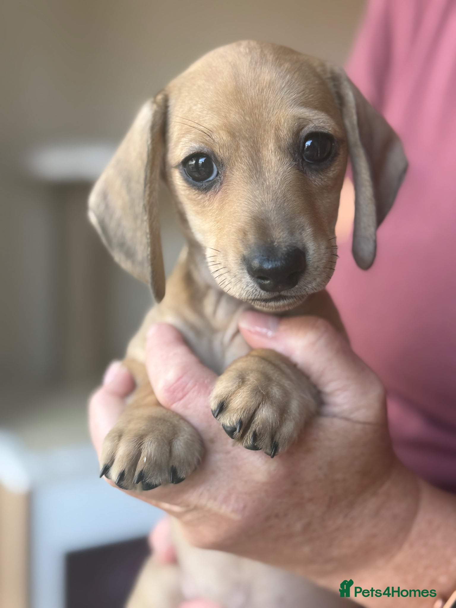 Miniature Dachshund dogs Just one male fawn puppy left 🩵 - Advert 16