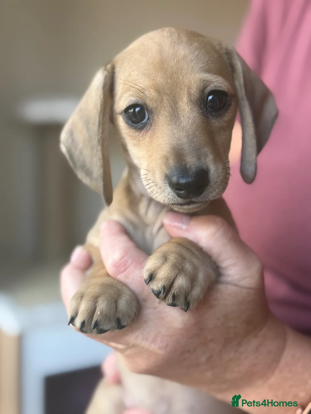 Miniature Dachshund dogs for sale: Just one male fawn puppy left 🩵 - Advert 2