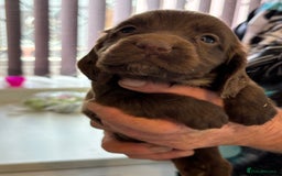 Sprocker dogs for sale: Sproker - Image 3