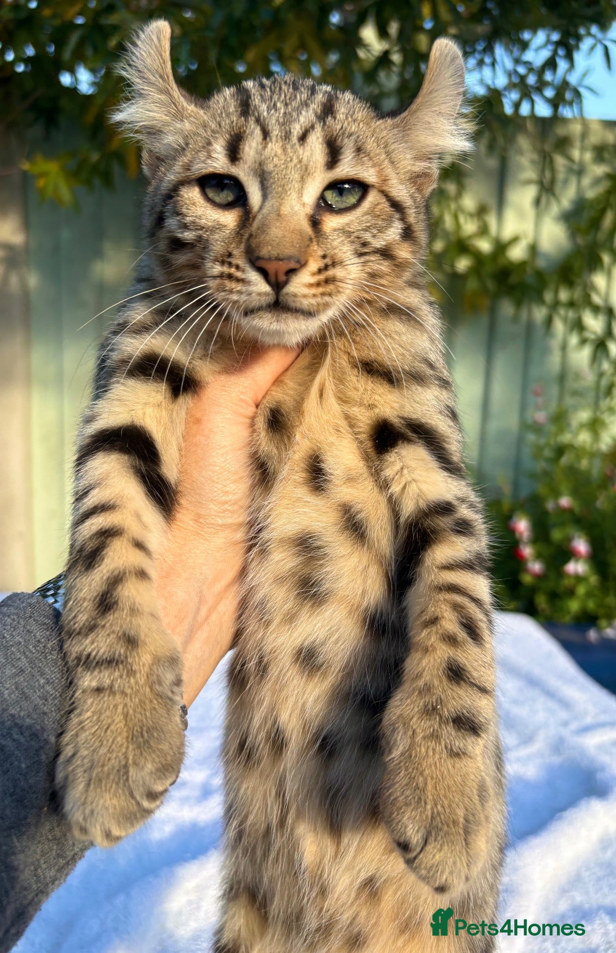 Keetso cats Awesome rare silver polydactyl female  - Advert 2