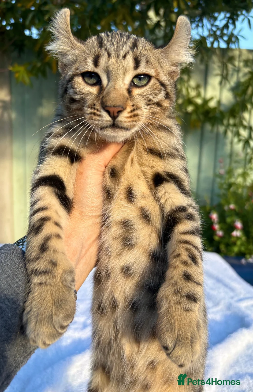 Keetso cats for sale: Awesome rare silver polydactyl female  - Advert 2