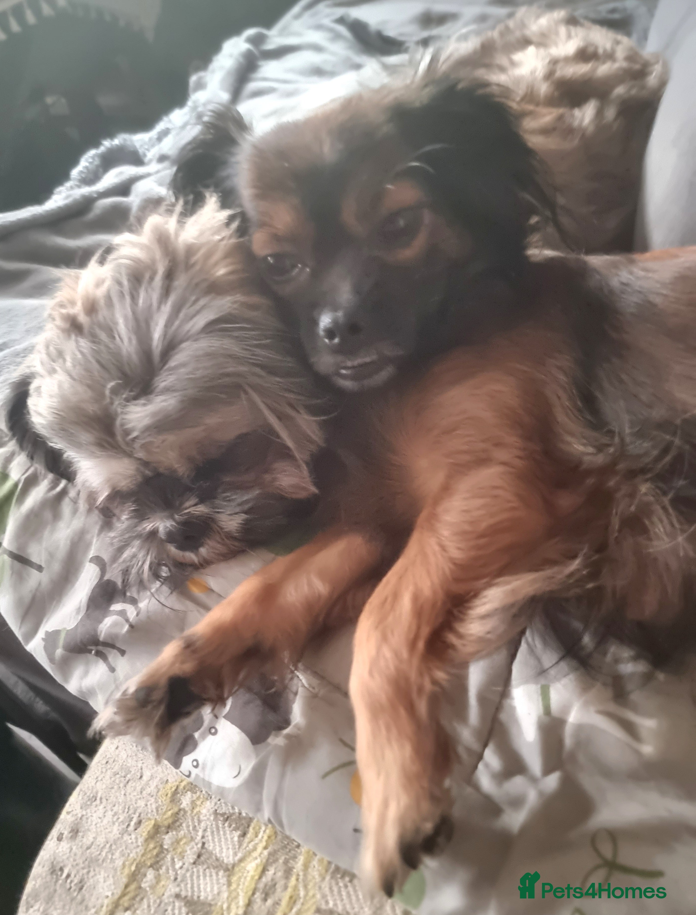 Shih Tzu dogs Pupies for sold. - Advert 6