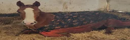 Irish Draught horses for sale: Magnificent Marjorie - Advert 7