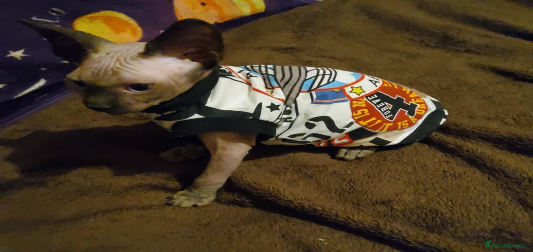 Gallery Image {{count}}