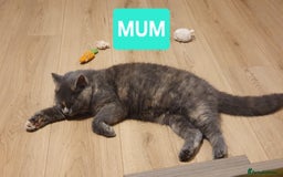 British Shorthair cats for sale: British Shorthair kittens - Image 13