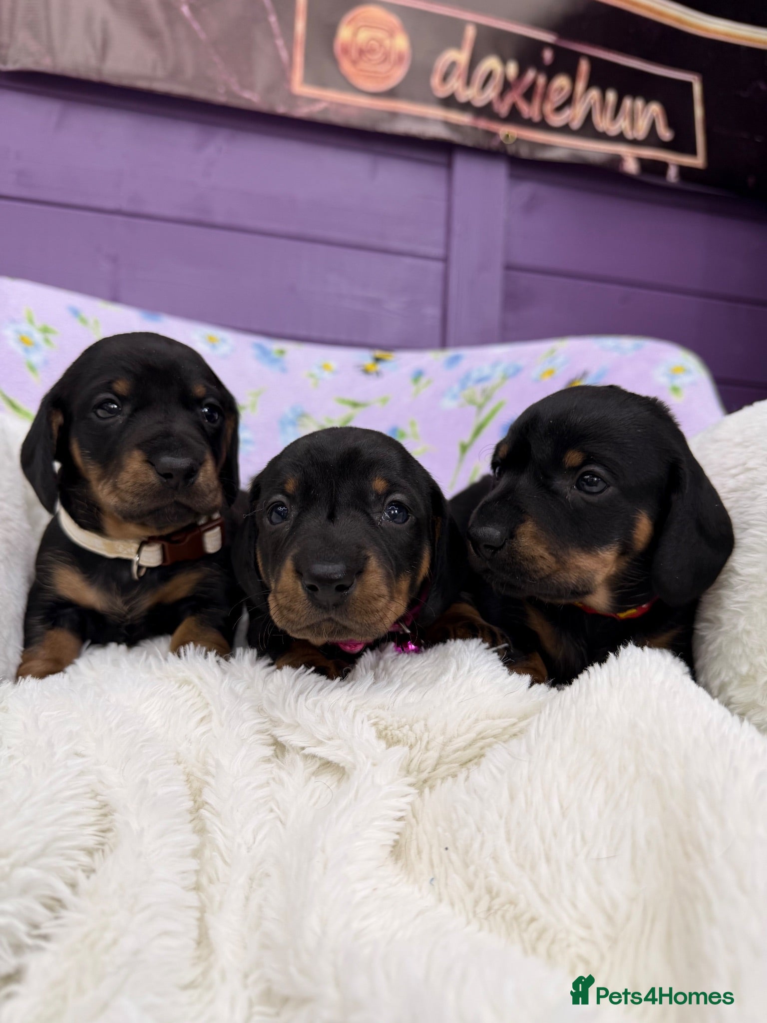 Dachshund dogs 3 adorable standard dachshund girls available  - Advert 1