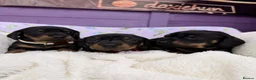 Dachshund dogs for sale: 3 adorable standard dachshund girls available  - Advert 1