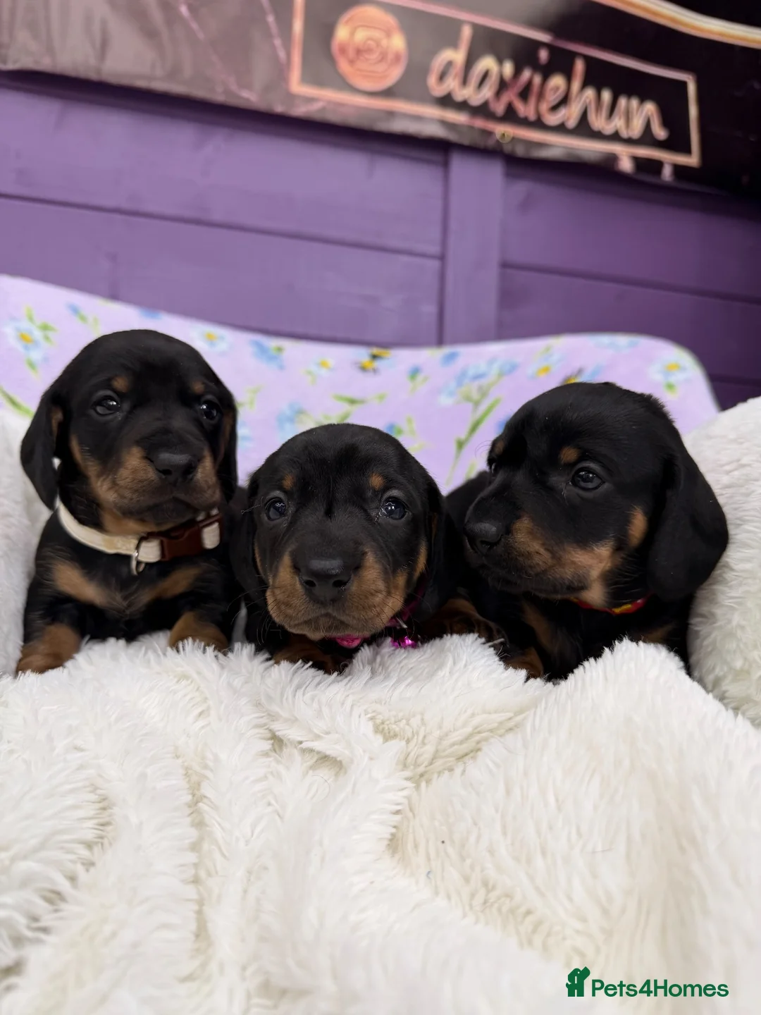 Dachshund dogs for sale: 3 adorable standard dachshund girls available  - Advert 1