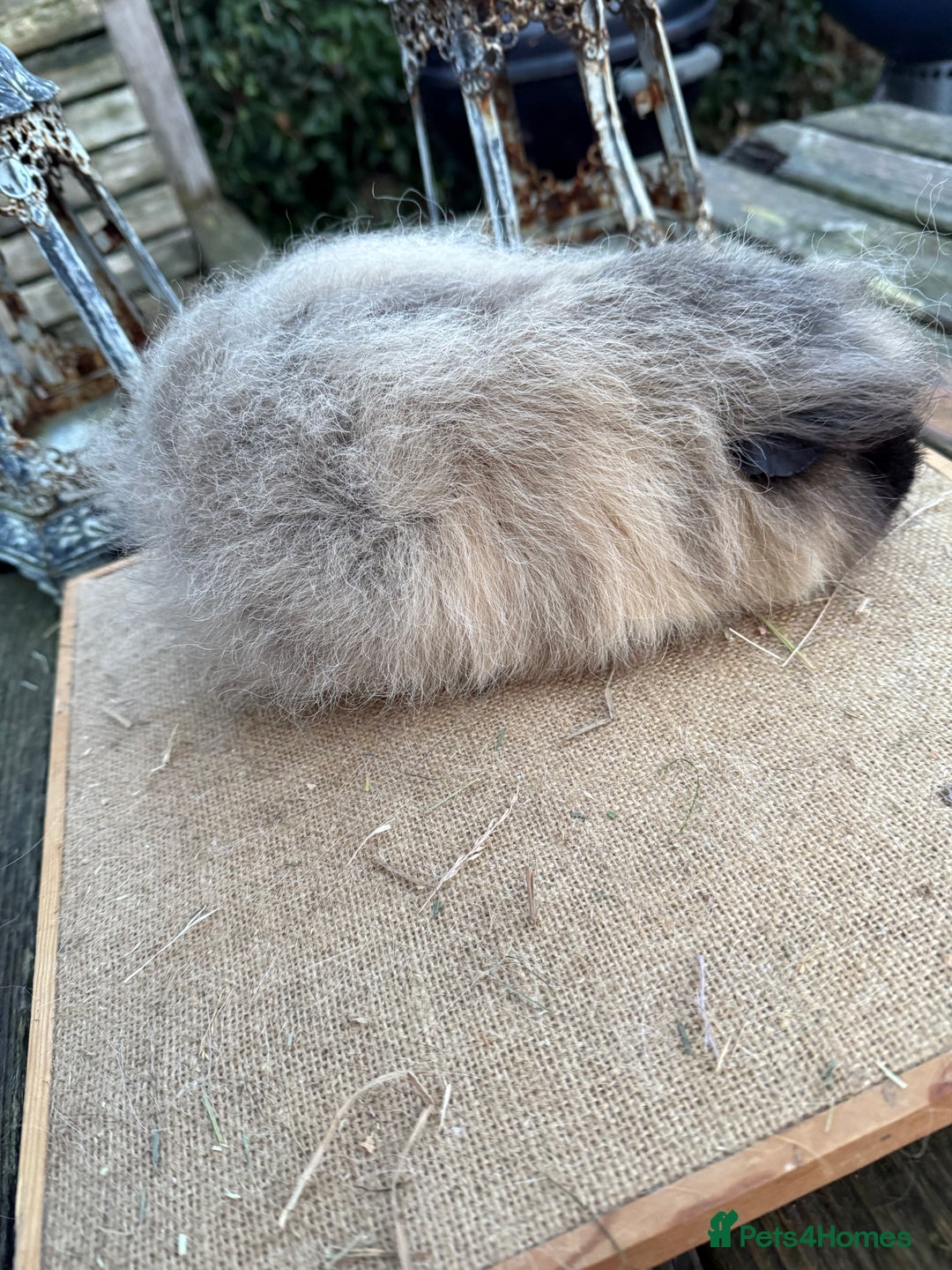 Guinea Pig rodents for sale: Pure bred California & Swiss guineapigs  - Advert 17