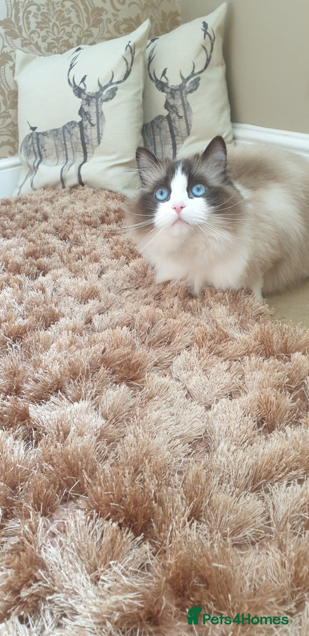 Ragdoll cats for sale: Show quality Ragdoll kittens - Advert 15