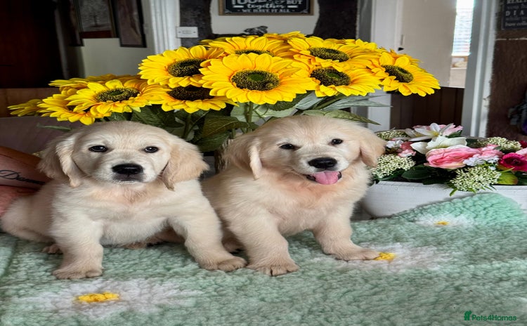 Golden Retriever dogs - Advert 13