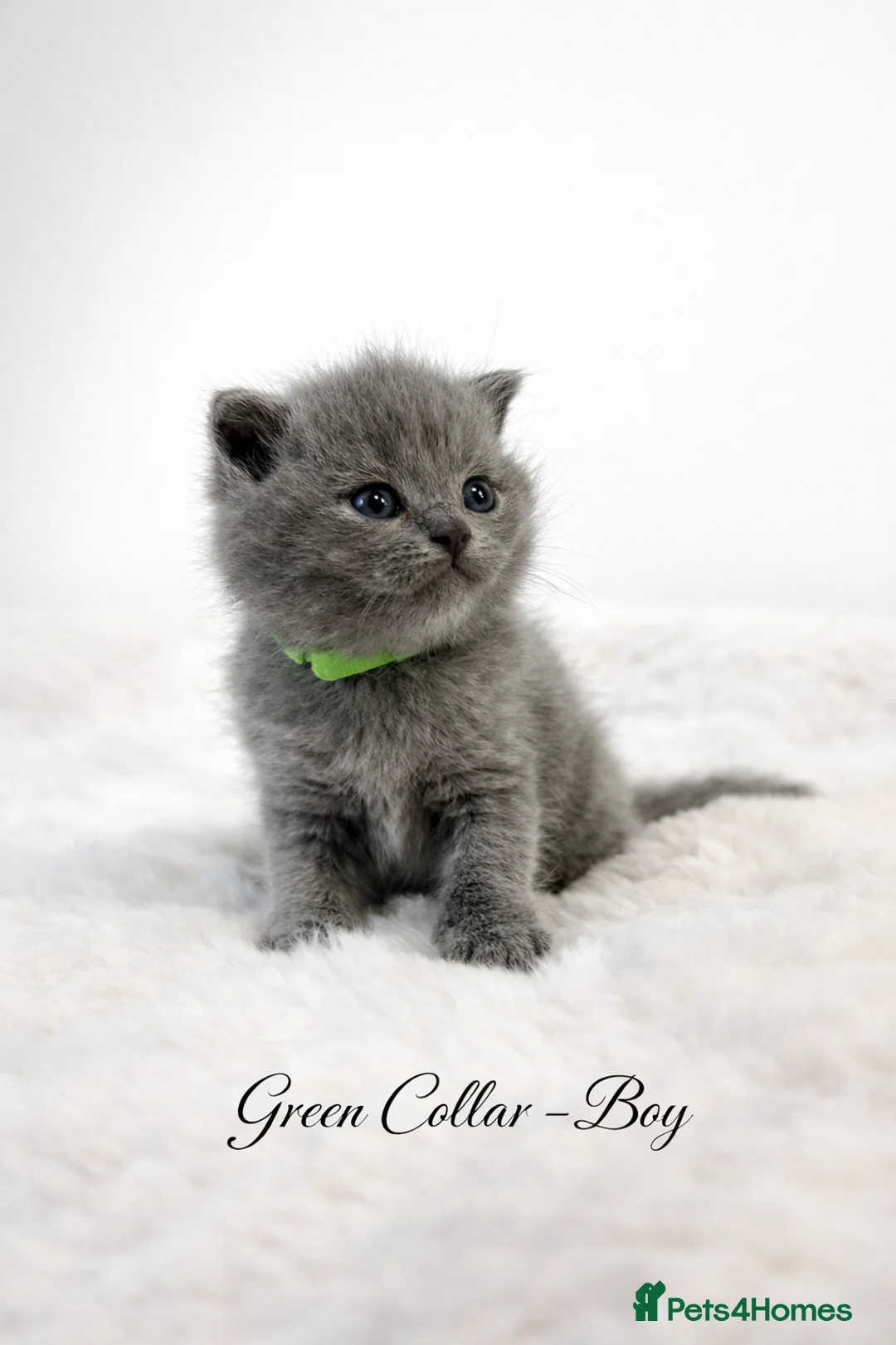 British Shorthair cats for sale: 6 beautiful full British shorthair kittens  - Advert 3