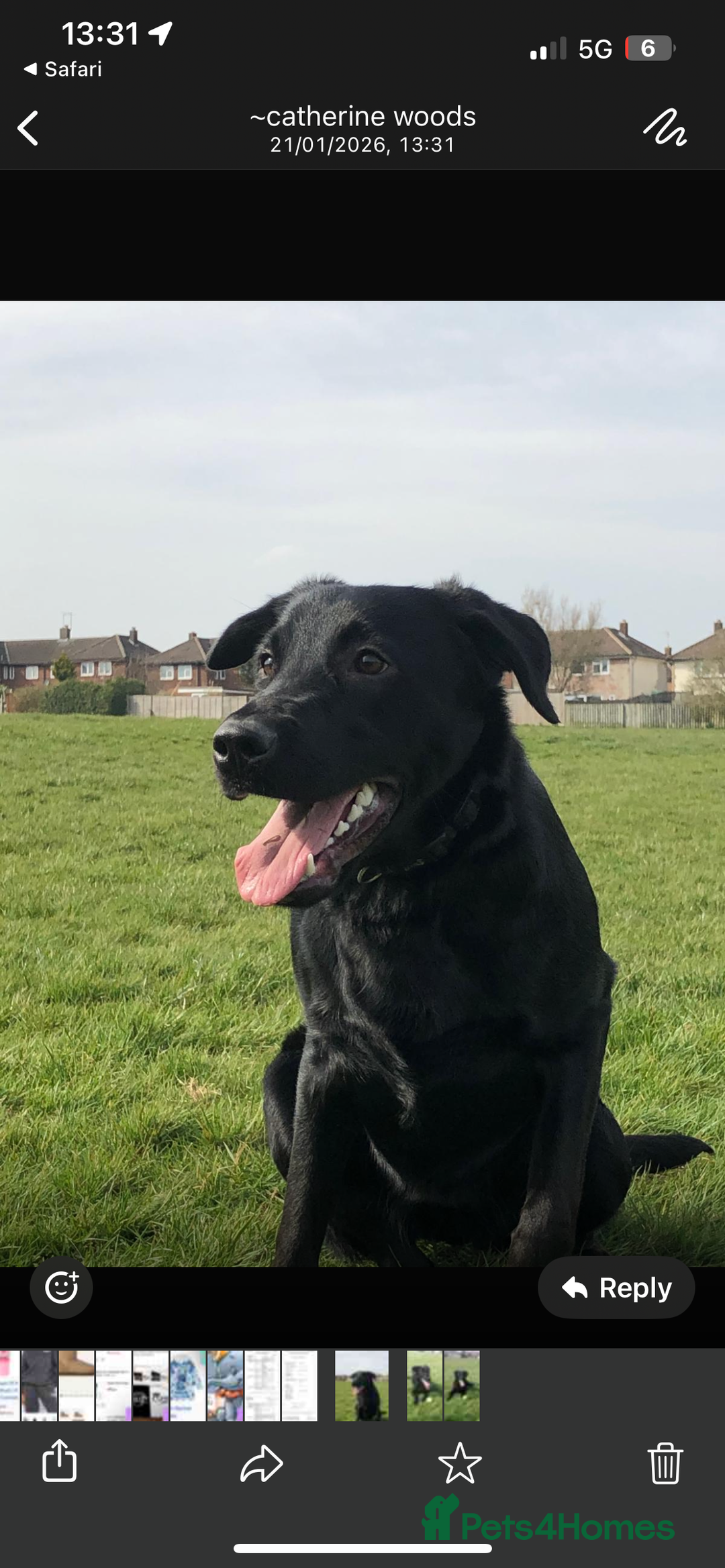 Mixed Breed dogs for sale: Labrador Cross for sale - Advert 1