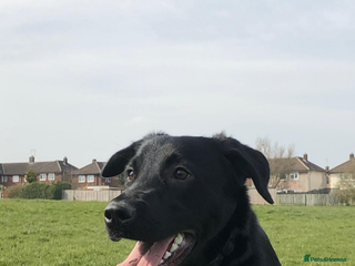 Mixed Breed dogs Labrador Cross for sale - Advert 1