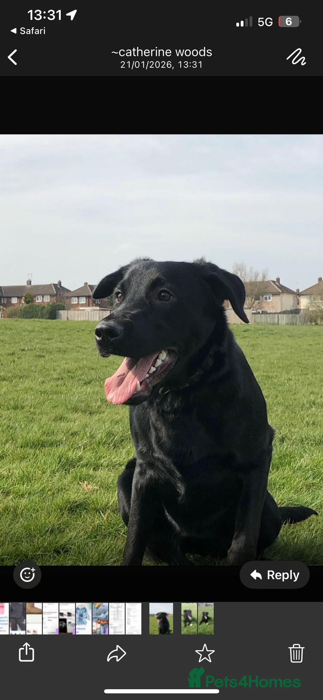 Mixed Breed dogs for sale: Labrador Cross for sale - Advert 1