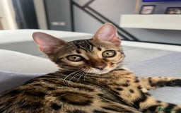 Bengal cats for sale: 2x Female Bengals  - Image 4