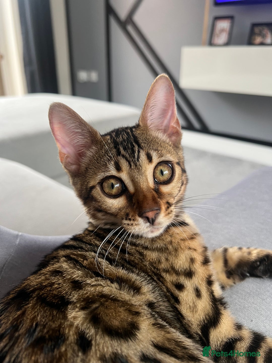 Bengal cats for sale: 2x Female Bengals  - Image 4