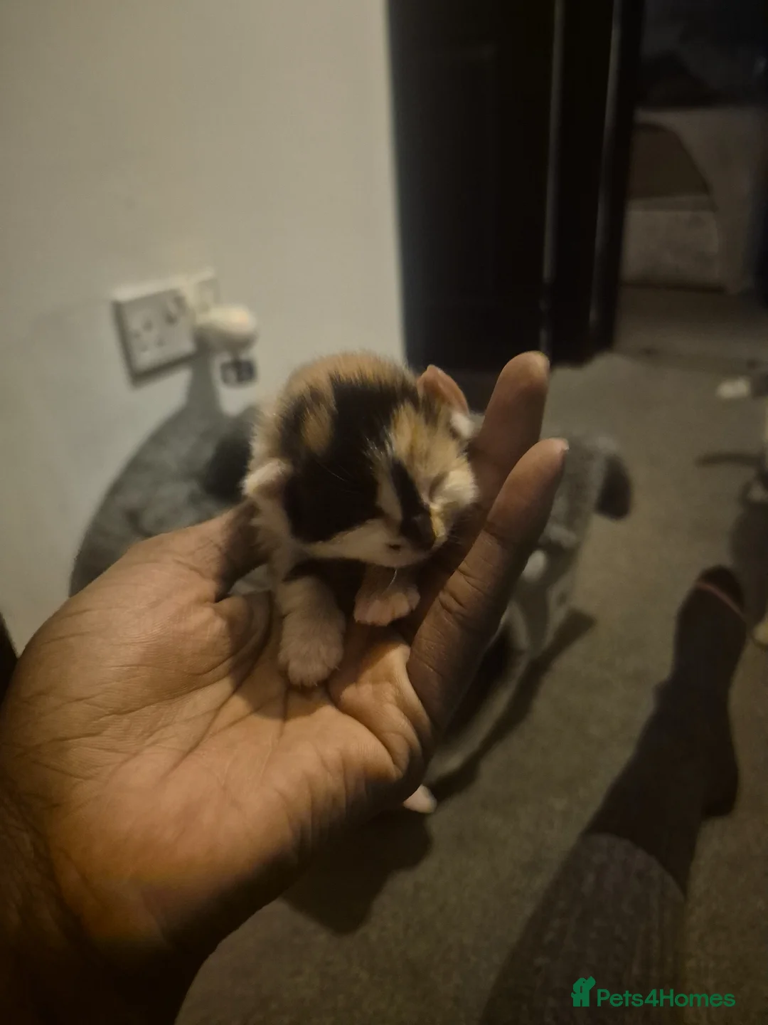 Mixed Breed cats for sale: MIXED TABBY KITTENS  - Advert 20