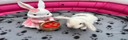 Mini Lop rabbits for sale: 🐰 Beautiful Mini Lop Baby Bunnies –Ready to go 🐰 - Advert 27