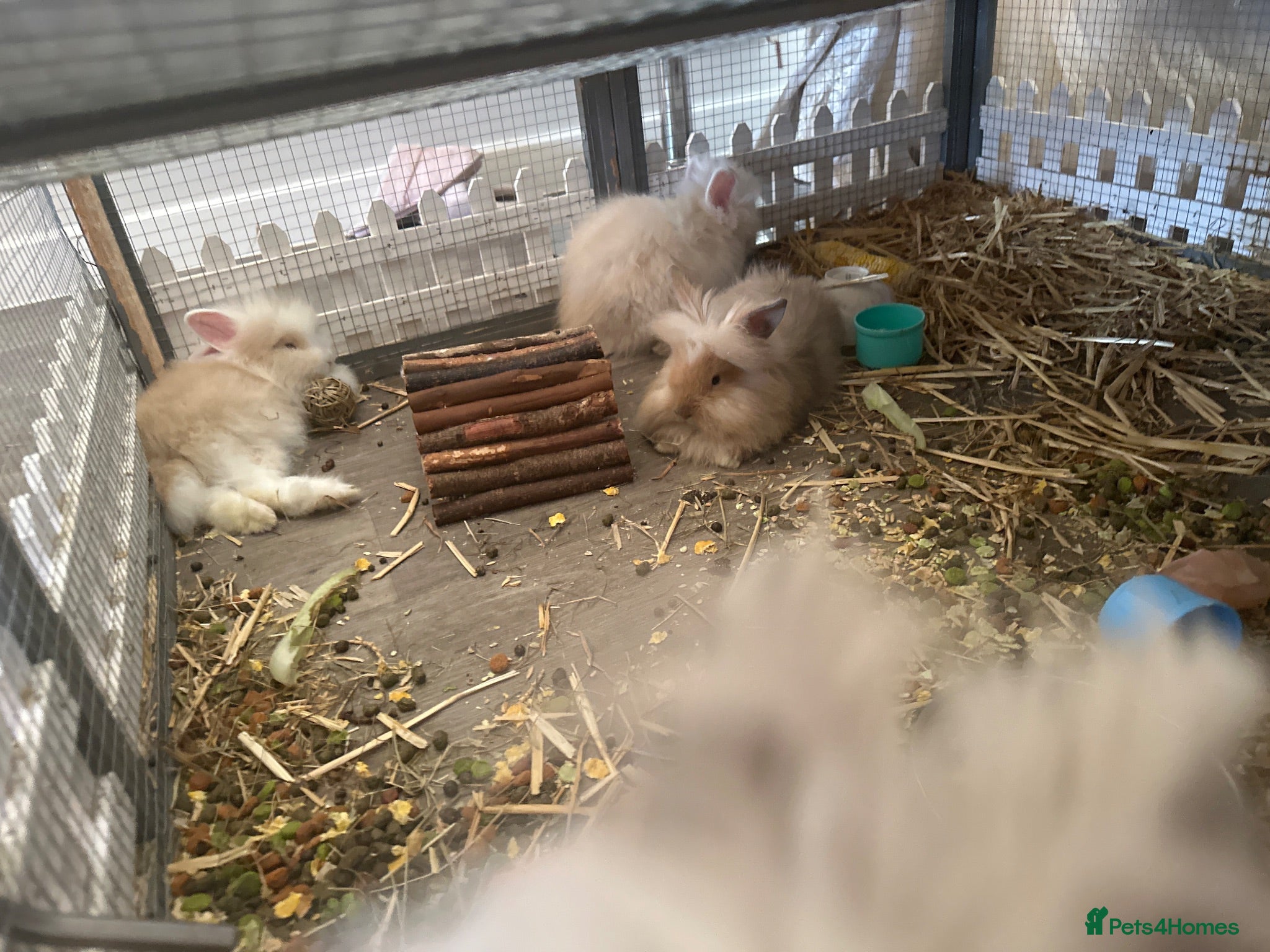 Lionhead rabbits 2 female Lionhead X teddy dwergs  - Advert 2