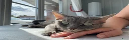 Devon Rex cats for sale: Devon Rex Male Cat - Looking for a Loving home in Leeds - Advert 5