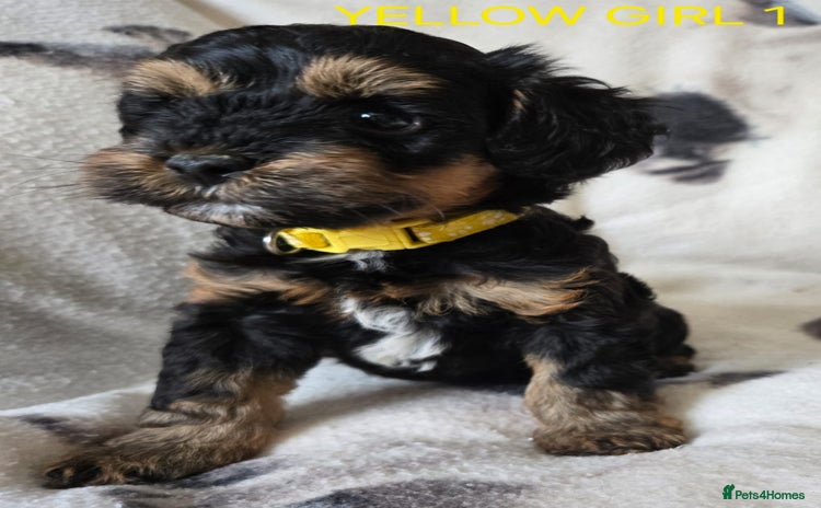 Tibetan Terrier dogs - Advert 1