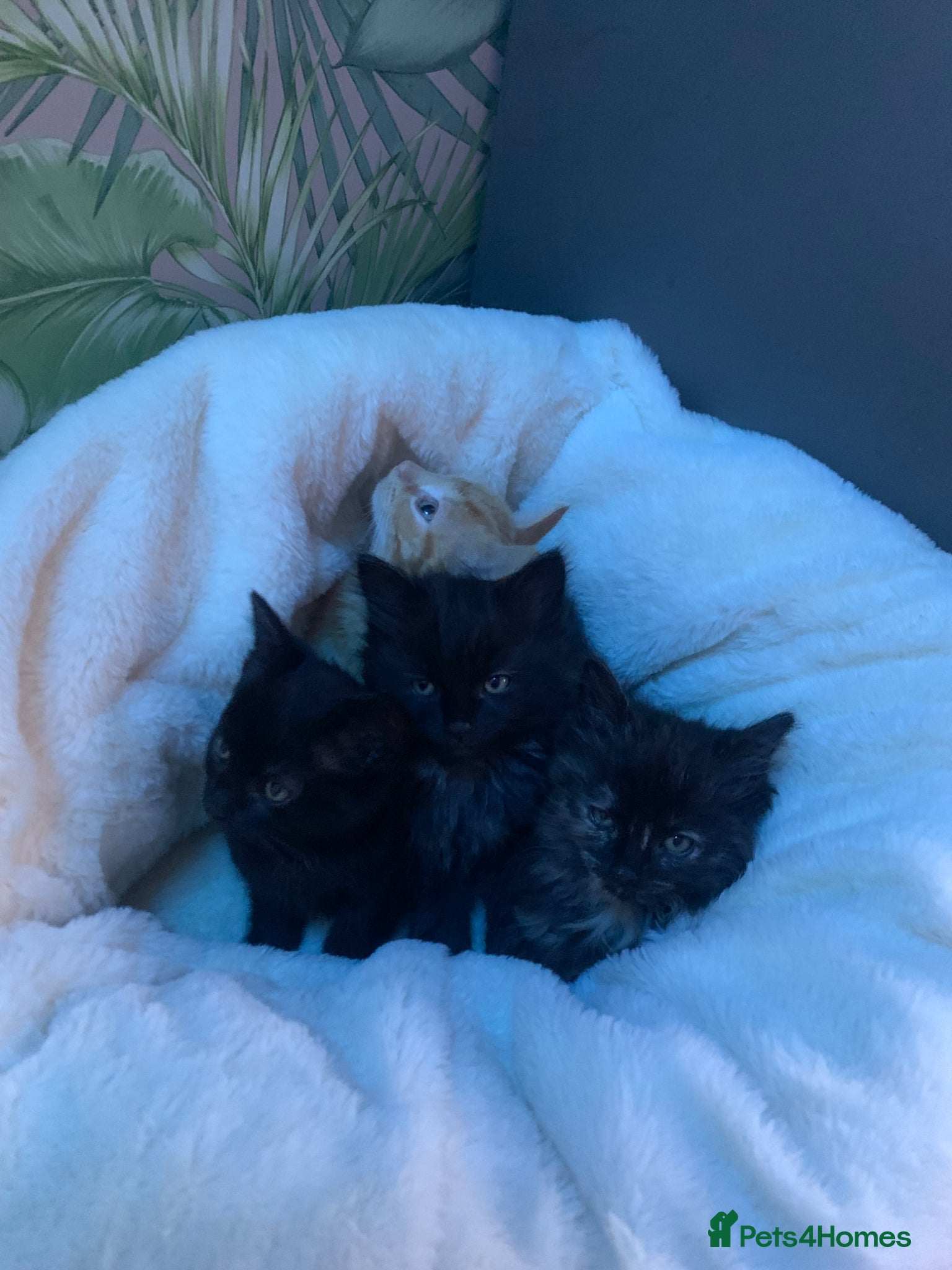 Mixed Breed cats Half rag dolls  - Advert 1