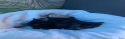 Mixed Breed cats for sale: Half rag dolls  - Advert 1