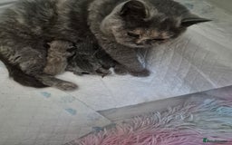 British Longhair cats for sale: British Longhair Female  - Image 6