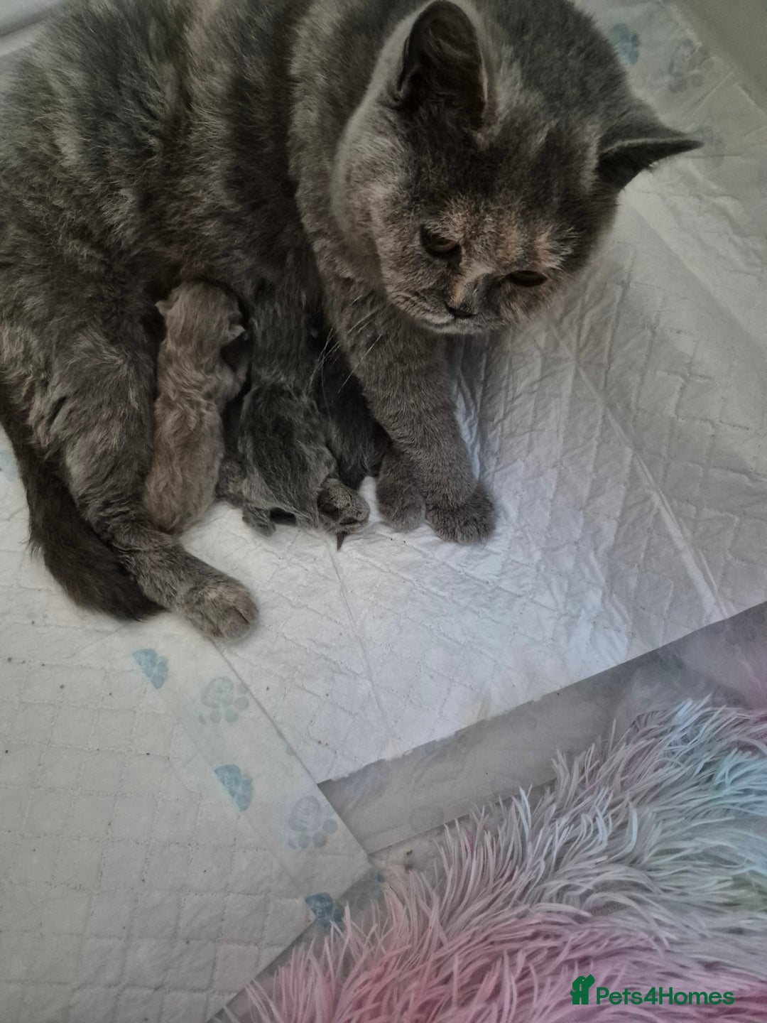 British Longhair cats for sale: British Longhair Female  - Image 6