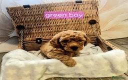 Cockapoo dogs for sale: F1B Cockapoo puppies - Image 7