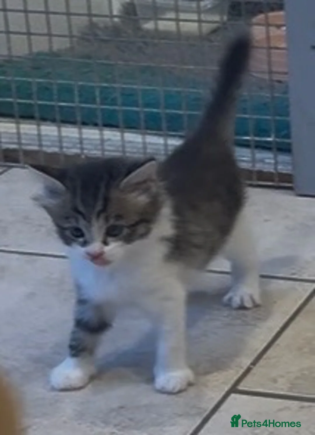 Mixed Breed cats for sale: Beautiful kittens , ready now !! - Advert 7