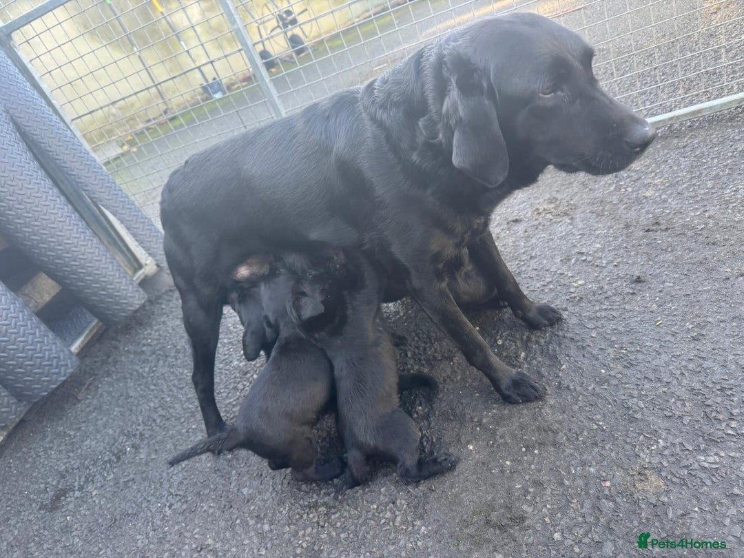 Labrador Retriever dogs for sale: Black Labrador Pups - Image 4