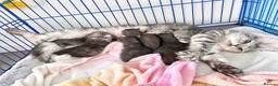 Maine Coon cats for sale: 🐾 Beautiful Maine Coon Kittens  in Boston - Advert 2