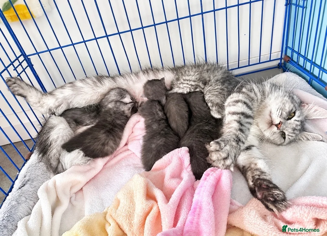 Maine Coon cats for sale: 🐾 Beautiful Maine Coon Kittens  in Boston - Advert 2