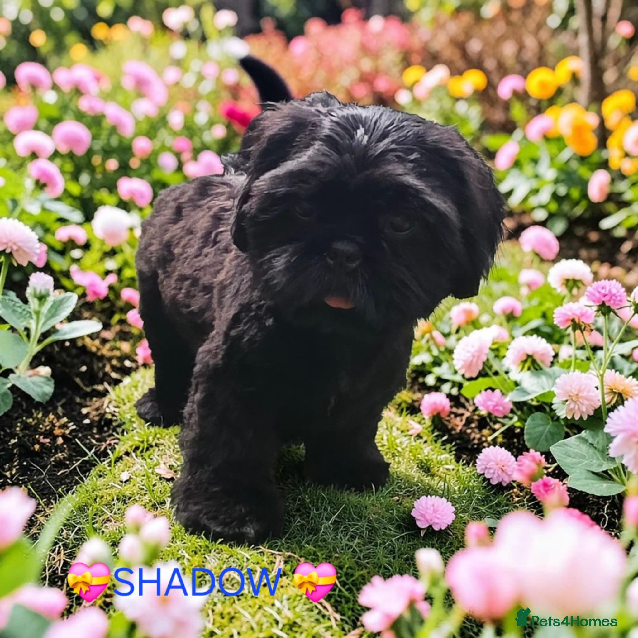 Shih Tzu dogs RARE BLACK STANDARD SHIH TZU WITH BLUE  SKIN - Advert 4