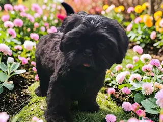 Shih Tzu dogs RARE BLACK STANDARD SHIH TZU WITH BLUE SKIN - Advert 4