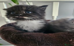 Mixed Breed cats for sale: Adorable Fluffy Chunky Kittens - Image 6