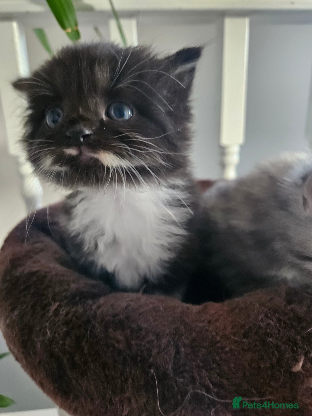 Mixed Breed cats for sale: Adorable Fluffy Chunky Kittens - Image 6