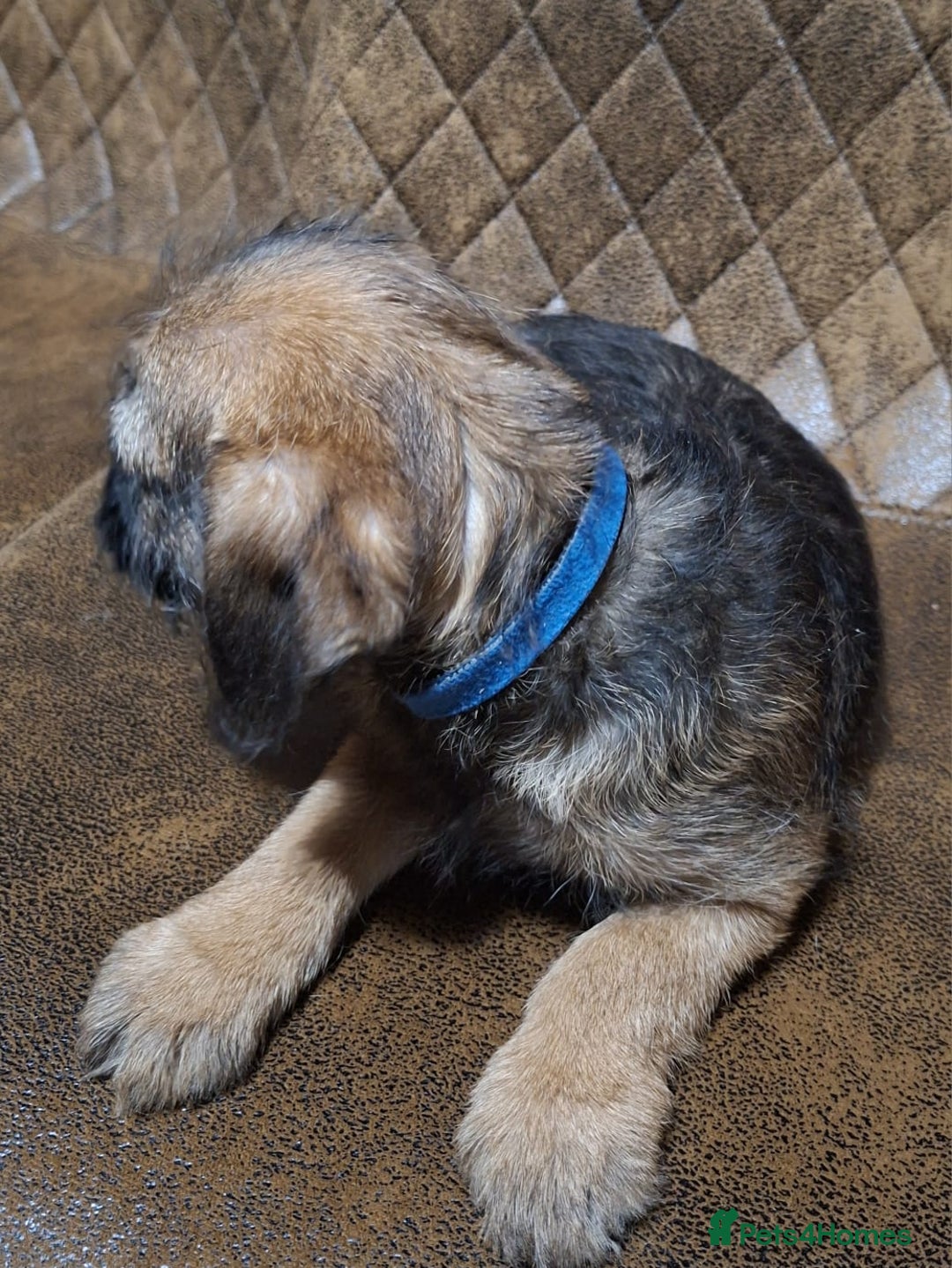Border Terrier dogs for sale: KC REGISTERED MALE BOARDER TERRIER, - Advert 7