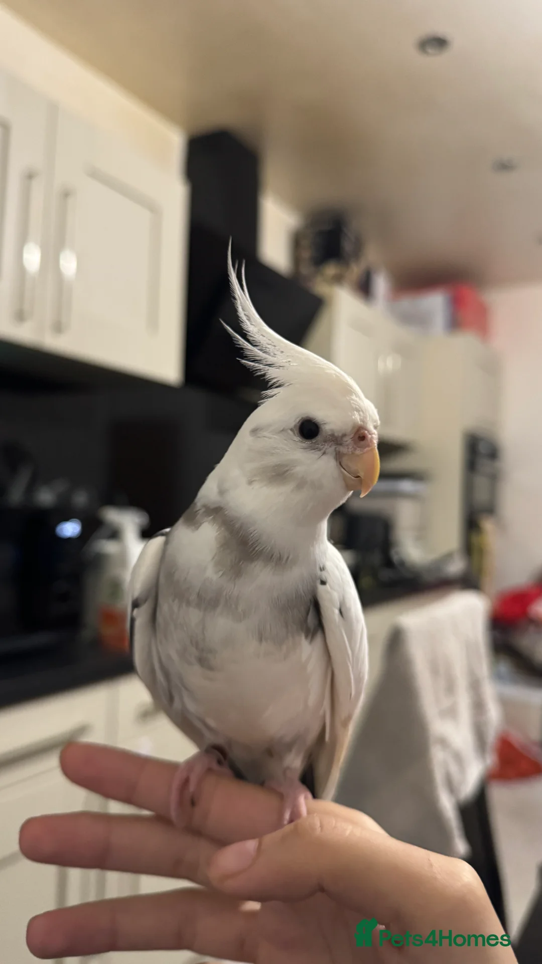 Cockatiels birds for sale: Hand-reared Silly Male Cockatiel Needing Rehoming in Rotherham - Advert 3
