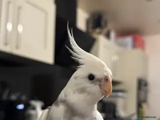 Cockatiels birds Hand-reared Silly Male Cockatiel Needing Rehoming - Advert 17