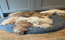 Cockapoo dogs for sale: F2b Cockapoo well handled & social  - Image 20