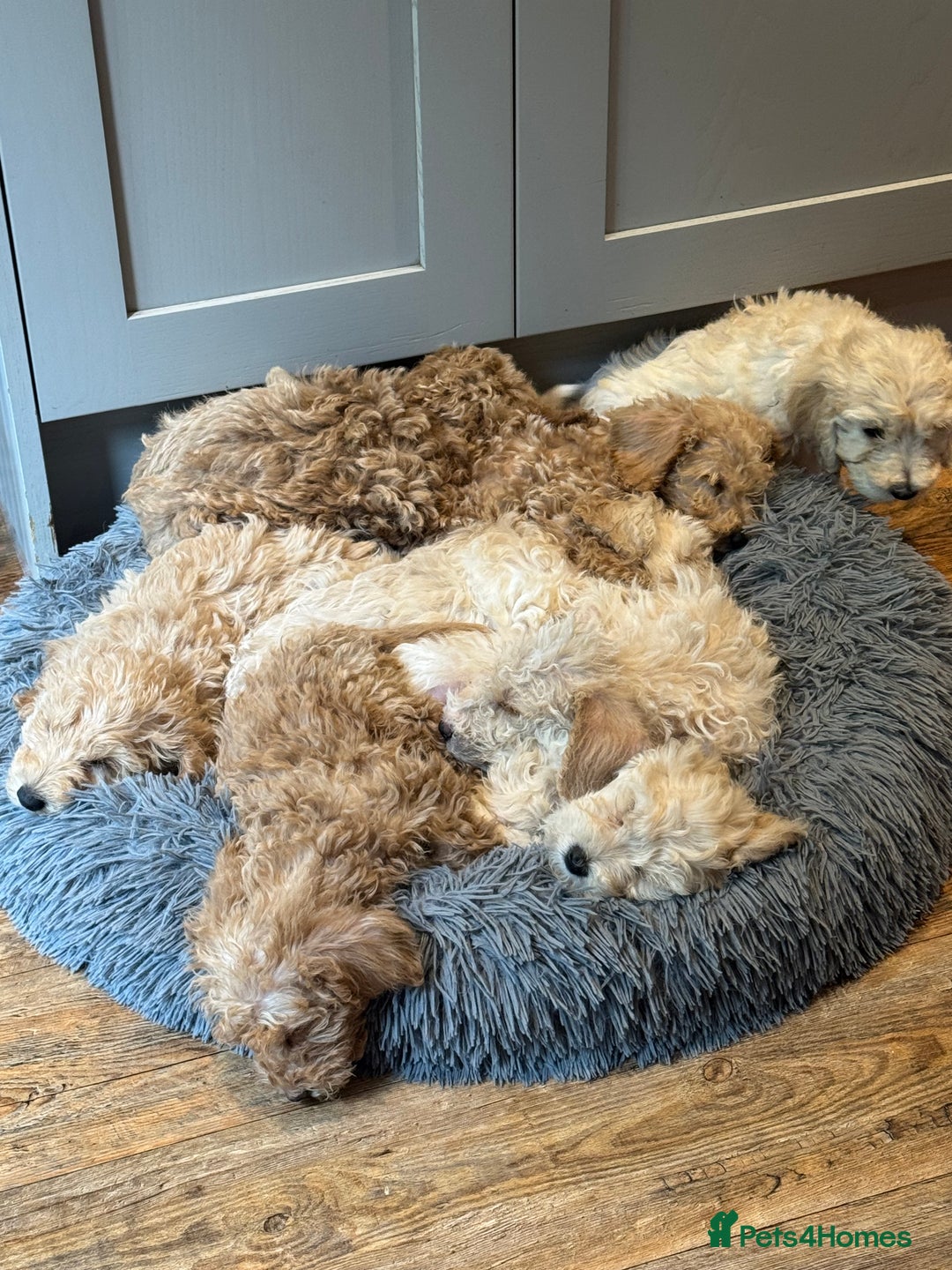 Cockapoo dogs for sale: F2b Cockapoo well handled & social  - Image 20