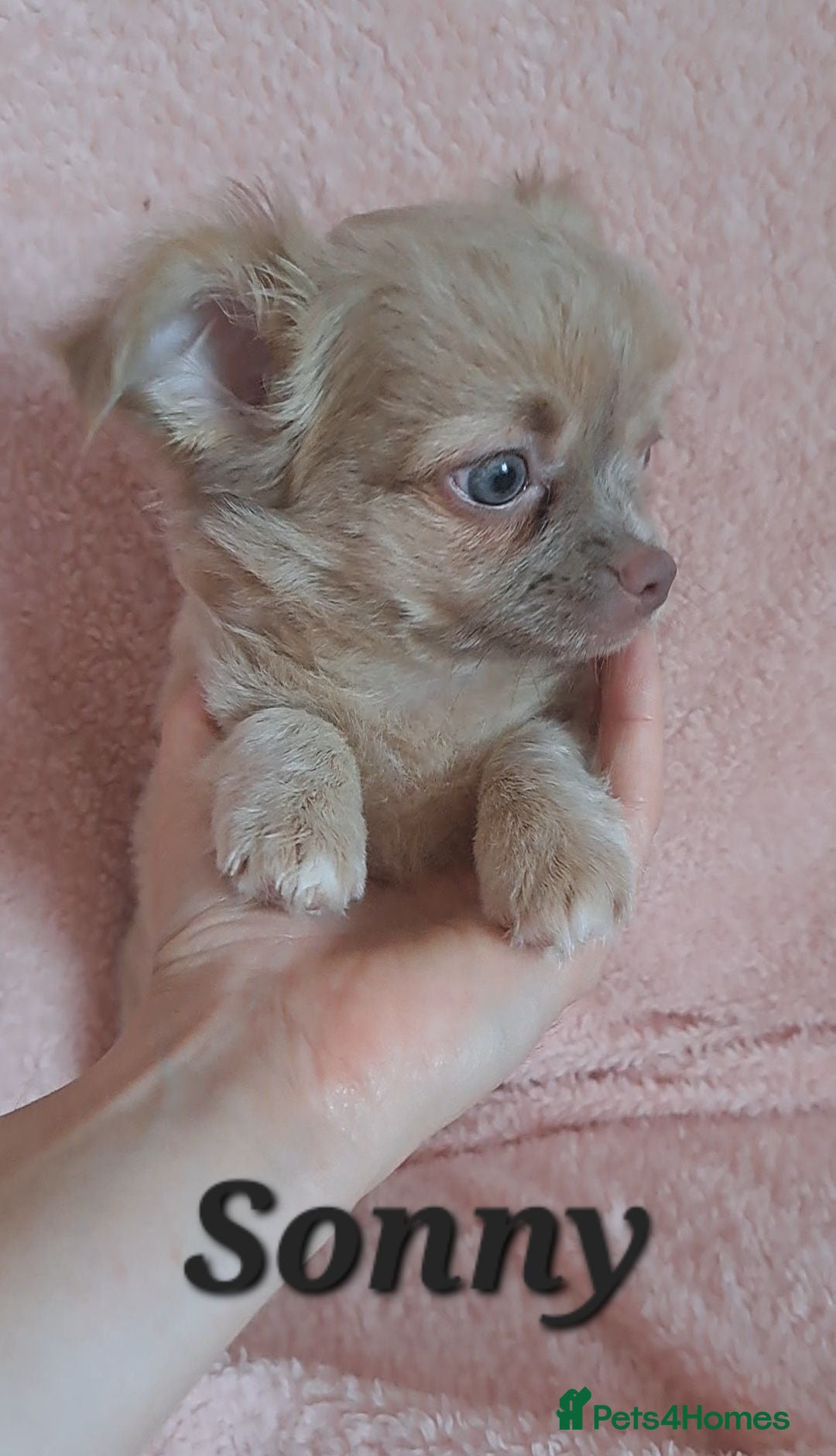 Chihuahua dogs Long Coat Chihuahua pups - Advert 13