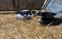 Border Collie dogs for sale: 5beautiful border collie puppies - Image 11