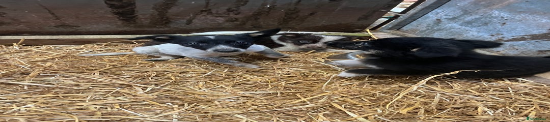 Border Collie Puppy 6